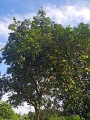 Citrus