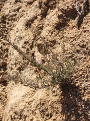 Caryophyllales