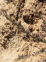 Caryophyllales