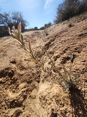 Caryophyllales