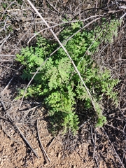 Hydrophylloideae
