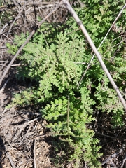 Hydrophylloideae