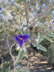 Solanum houstonii