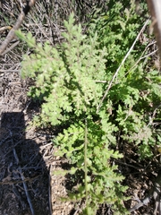 Hydrophylloideae