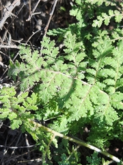 Hydrophylloideae