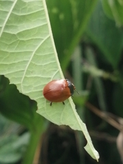 Chelymorpha cribraria