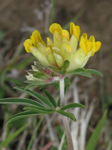 D32: Wondklaver (Beheer kruidentuin Abdij Postel) · iNaturalist