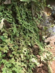 Selaginella