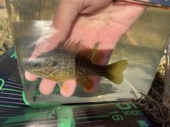 Lepomis macrochirus × cyanellus
