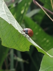 Chelymorpha cribraria
