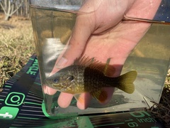 Lepomis macrochirus × cyanellus