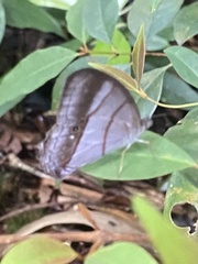 Archeuptychia cluena