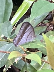 Archeuptychia cluena