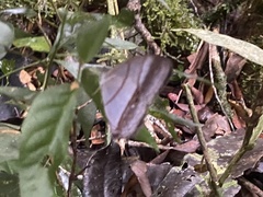 Archeuptychia cluena