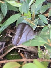 Archeuptychia cluena