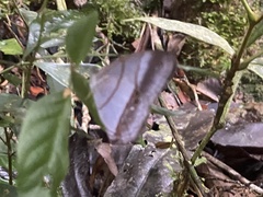 Archeuptychia cluena