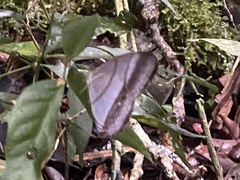 Archeuptychia cluena