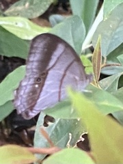 Archeuptychia cluena