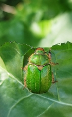 Brachysternus prasinus