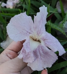 Tabebuia heterophylla