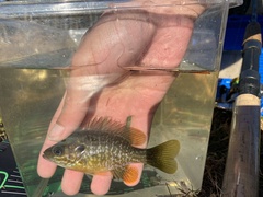 Lepomis macrochirus × cyanellus