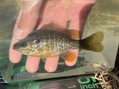 Lepomis macrochirus × cyanellus