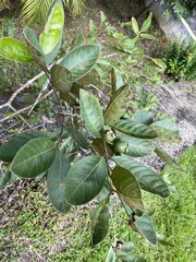 Psidium