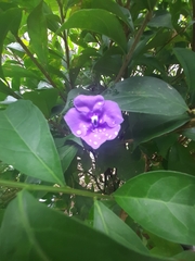 Brunfelsia pauciflora