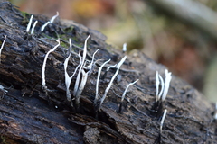 Xylaria filiformis