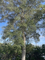 Quercus