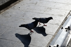 Columba livia domestica
