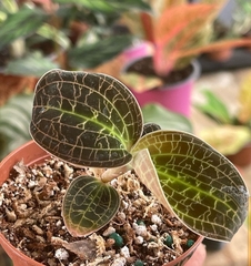 Fittonia albivenis