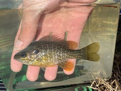 Lepomis macrochirus × cyanellus