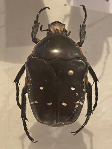 Bothrorrhina