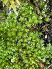 Ptychostomum capillare