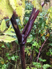Angelica triquinata