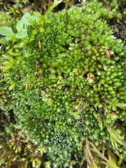 Ptychostomum capillare