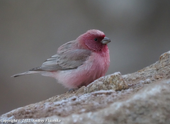 Carpodacus synoicus
