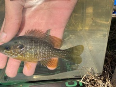 Lepomis macrochirus × cyanellus