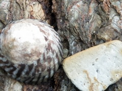 Bembicium nanum