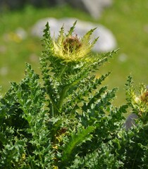 Cirsium spinosissimum