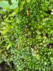 Ptychostomum capillare