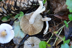 Inocybe lilacina