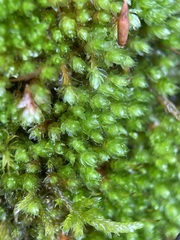 Ptychostomum capillare