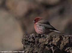 Carpodacus synoicus