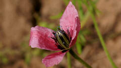 Papaver hybridum