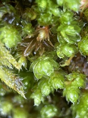 Ptychostomum capillare