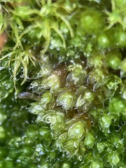 Ptychostomum capillare