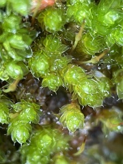 Ptychostomum capillare