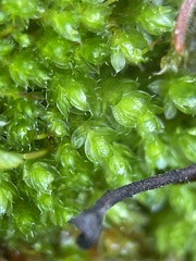 Ptychostomum capillare